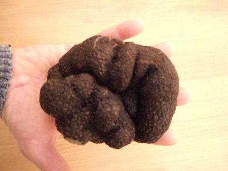 Recherche avec chien truffier r&eacute;colte cavage au pied des ch&ecirc;nes truffiers de la truffe du p&eacute;rigord noir. Champignon en symbiose avec les plants truffiers s&eacute;lectionn&eacute;, diamant or noir, la truffe noire du perigord